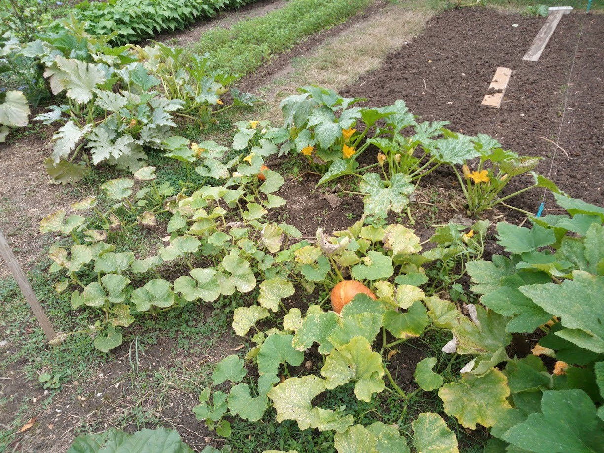 Jardin Partagé