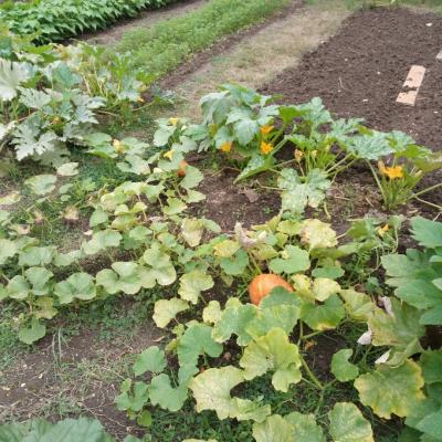 Jardin Partagé